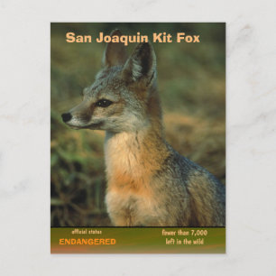 San Joaquin Kit Fox is bedreigd - Feestdagenkaart