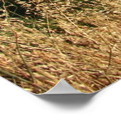 San Jose Foothills droog gras Poster (Hoek)