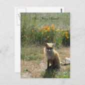 San Juan Island Fox Briefkaart (Voorkant / Achterkant)