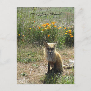 San Juan Island Fox Briefkaart