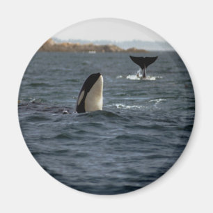 San Juan Whales Magneet