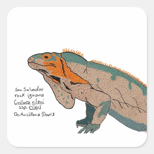 San Salvador Rock Iguana Sticker (Devant)