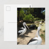 Sanctuaire pélican, Carte postale (Devant / Derrière)