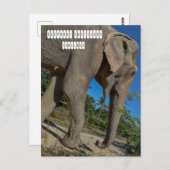Sanctuary Elephant Oerwoud Briefkaart (Voorkant / Achterkant)