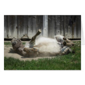 Sand Bathing Donkey (Voorkant Horizontaal)