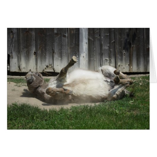 Sand Bathing Donkey (Voorkant Horizontaal)