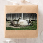 Sand Bathing Donkey Etiket (Insitu)