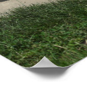 Sand Bathing Donkey Poster (Hoek)