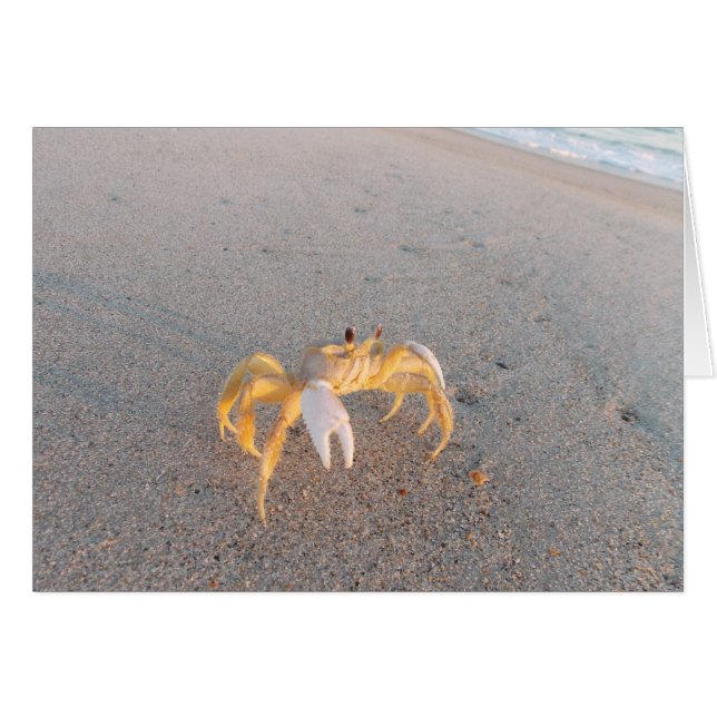Sand Crab Dance (Voorkant Horizontaal)