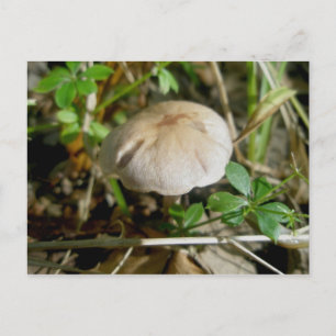 Sand Dollar Mushroom Briefkaart