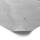 Sand Dollar Poster (Hoek)