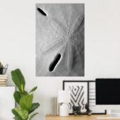 Sand Dollar Poster (Thuiskantoor)