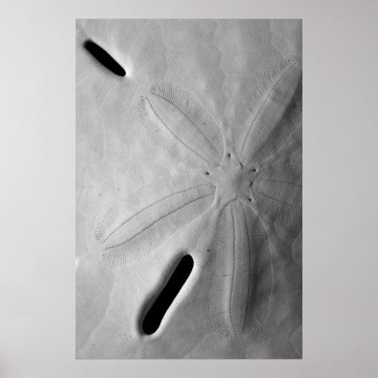 Sand Dollar Poster (Voorkant)