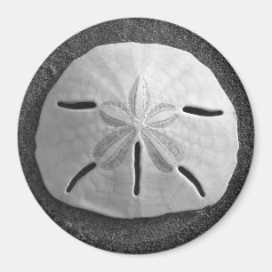 Sand Dollar Zee Shell Beach Magnet Magneet