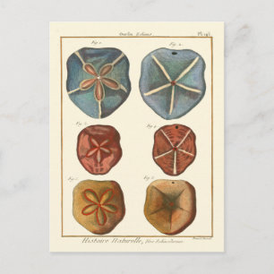 Sand Dollars-Pareltjes Briefkaart