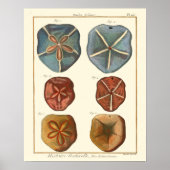 Sand Dollars-Pareltjes Poster (Voorkant)