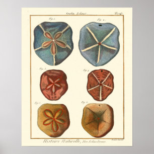 Sand Dollars-Pareltjes Poster