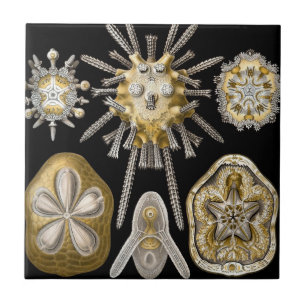Sand Dollars Zee Urchins door Ernst Haeckel Tegeltje