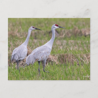 Sand Hill Crane Post Kaart
