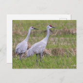 Sand Hill Crane Post Kaart (Voorkant / Achterkant)