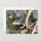 Sand Lizard Briefkaart (Voorkant / Achterkant)