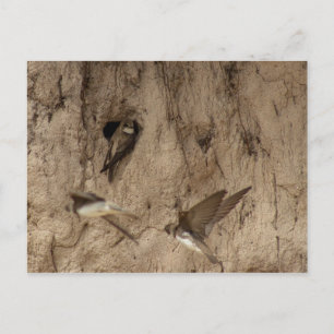 Sand martin briefkaart