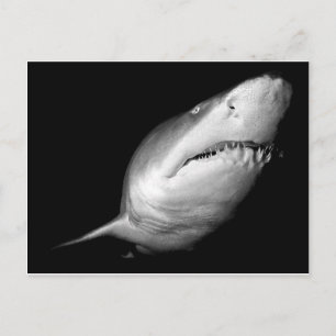 Sand Tiger Shark Briefkaart