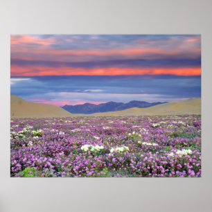 Sand Verbena & Dune Primrose Wildbloemen op zonson Poster