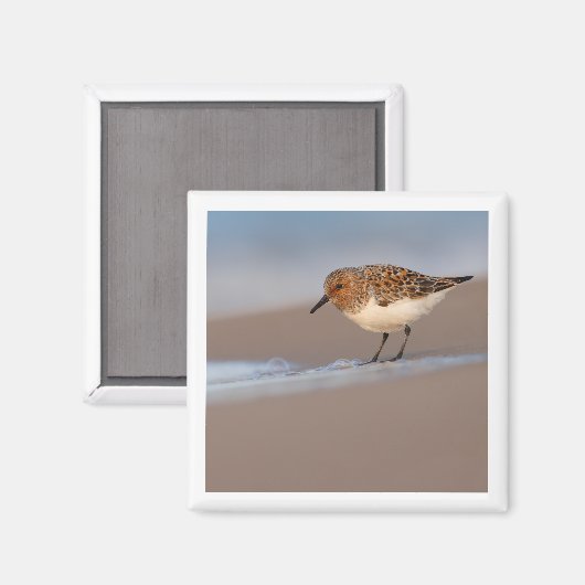 Sanderling 2x2 magneet (Voorkant / Achterkant)