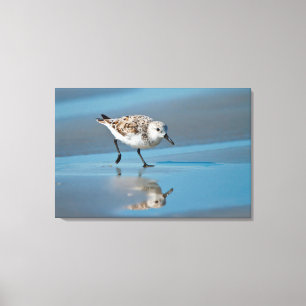 Sanderling (Calidris Albe) Feeding On Wet Beach Canvas Afdruk