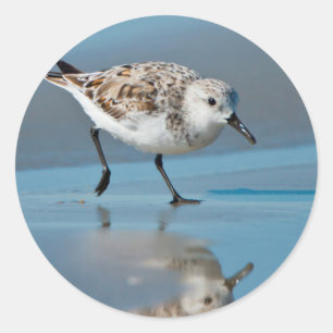 Sanderling (Calidris Albe) Feeding On Wet Beach Ronde Sticker