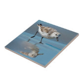 Sanderling (Calidris Albe) Feeding On Wet Beach Tegeltje (Zijkant)