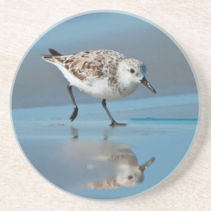 Sanderling (Calidris Albe) Feeding On Wet Beach Zandsteen Onderzetter