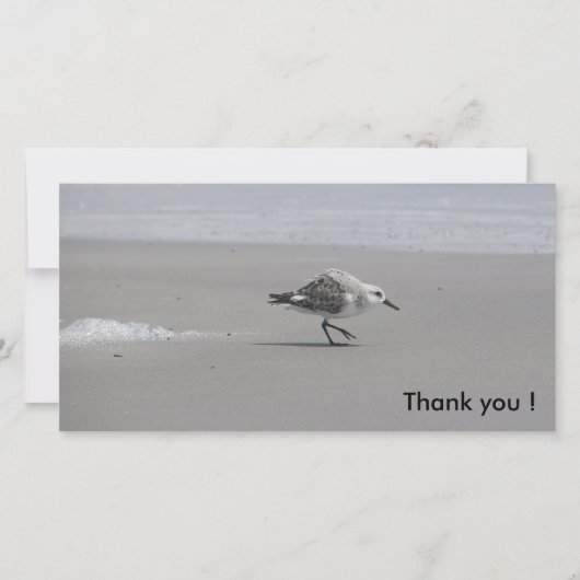 Sanderling, Merci ! (Devant)