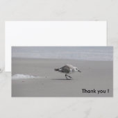 Sanderling, Merci ! (Devant / Derrière)