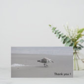 Sanderling, Merci ! (Debout devant)