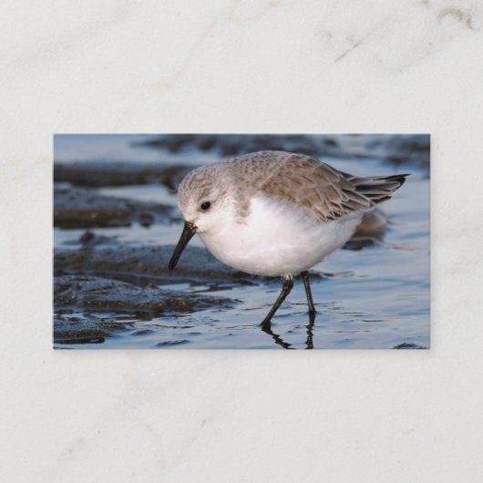 Sanderling Strollen op winterstrand Visitekaartje (Voorkant)