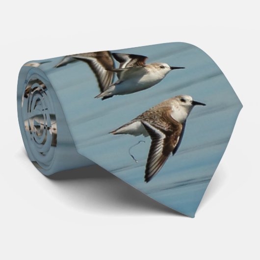 Sanderlings neemt vlucht in het winterluchtruim stropdas (Opgerold)