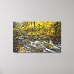 Sanderson Brook. Chester-Blanford State Forest. Canvas Afdruk