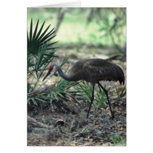 Sandhill Crane