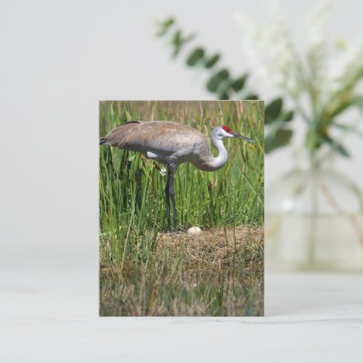 Sandhill Crane and Egg briefkaart (Staand voorkant)