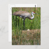 Sandhill Crane and Egg briefkaart (Voorkant / Achterkant)