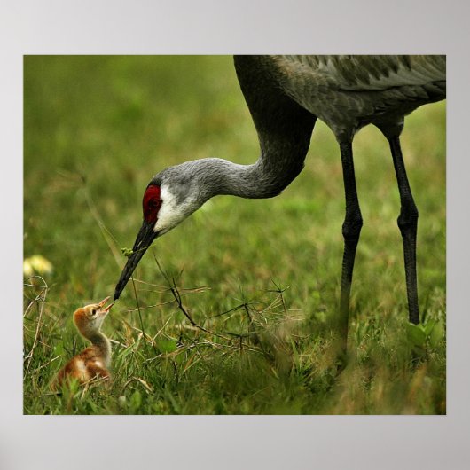 Sandhill Crane & Baby Poster (Voorkant)