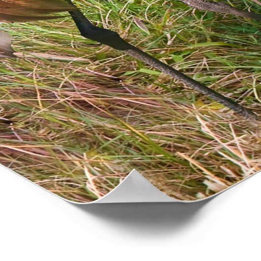 Sandhill Crane bij de Pond Poster (Hoek)