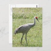 Sandhill Crane Bird Foto Briefkaart (Voorkant / Achterkant)