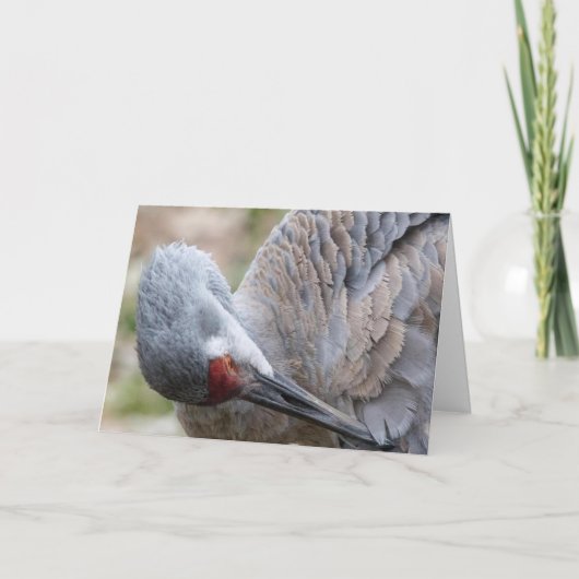Sandhill Crane Blank Note Kaart (Voorkant)