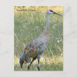 Sandhill Crane Briefkaart