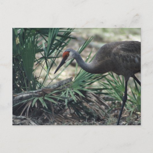 Sandhill Crane Briefkaart (Voorkant)
