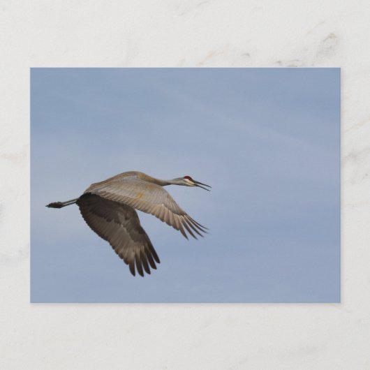 Sandhill Crane briefkaart (Voorkant)