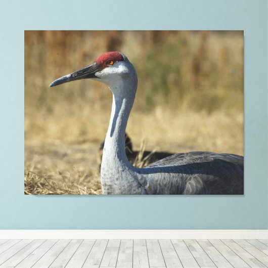Sandhill Crane Canvas Afdruk (Insitu (Houten vloer))